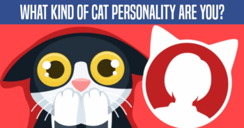 what-kind-of-cat-personality-are-you