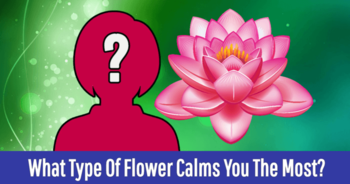 what-type-of-flower-calms-you-the-most