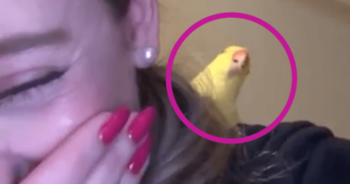 love-these-birds-they-are-so-cute-turn-on-sound