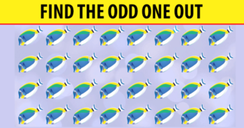 you-have-an-extremely-sharp-brain-if-you-can-find-the-odd-one-out