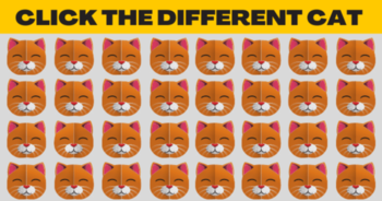 can-you-spot-the-odd-cat-in-the-picture