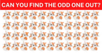 eye-test-find-the-odd-one-out-89-will-fail