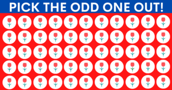 are-you-one-of-the-super-inteligent-people-who-can-find-the-odd-one-out