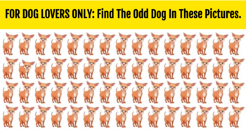 for-dog-lovers-only-find-the-odd-dog-in-these-pictures