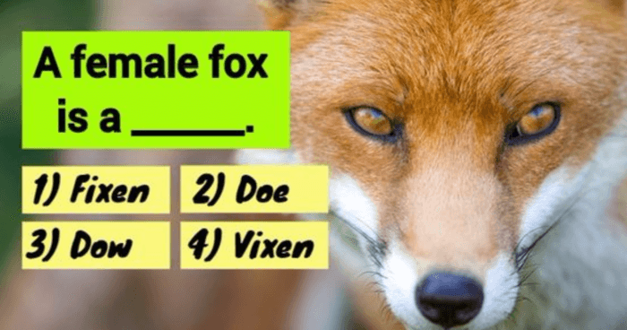 can-you-pass-a-3rd-grade-animal-vocabulary-test
