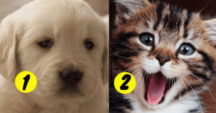 we-can-guess-if-youre-a-dog-or-cat-person-based-on-your-lifestyle