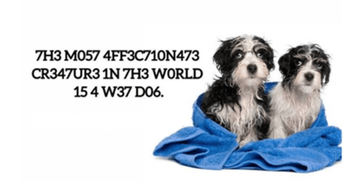 your-iq-is-153-if-you-pass-this-encrypted-animal-vocabulary-test