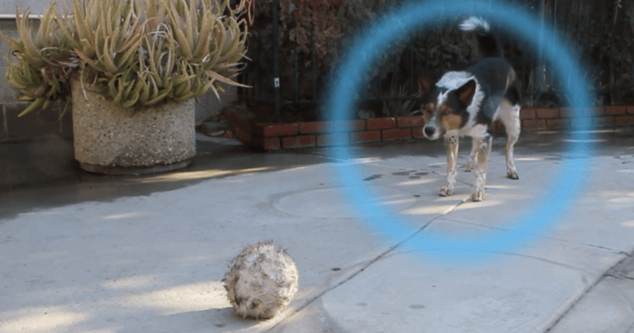 Watch As This Talented Dog Shows Off His Tricks. And He Knows A Lot Of Tricks