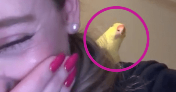 love-these-birds-they-are-so-cute-turn-on-sound