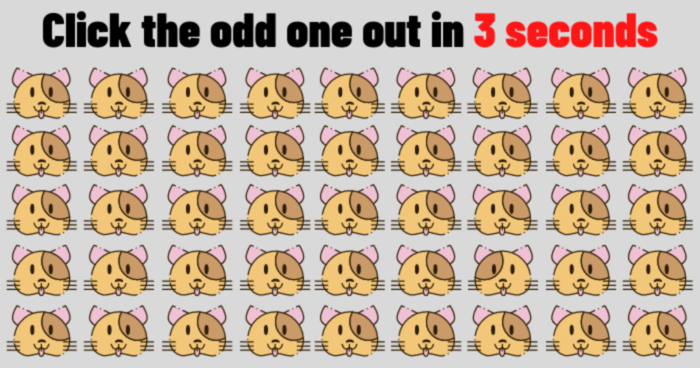 only-the-smartest-people-will-find-the-odd-cat-in-3-seconds-quiz