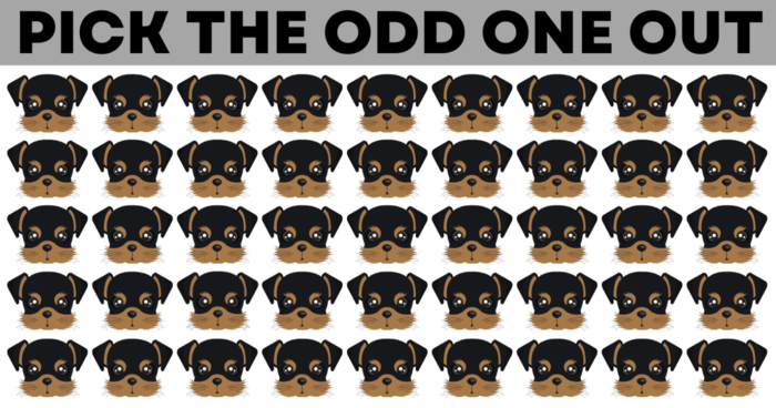 you-are-brilliant-if-you-can-find-all-the-odd-ones-out-quiz