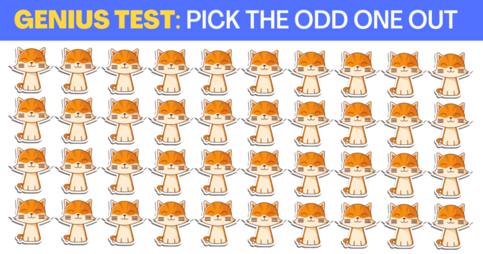 only-people-with-sharp-vision-can-find-the-different-kitty-quiz