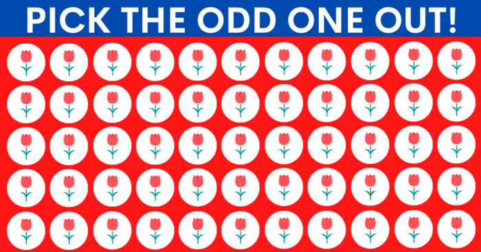 are-you-one-of-the-super-inteligent-people-who-can-find-the-odd-one-out-quiz