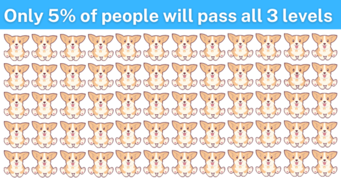 find-the-odd-dog-out-and-you-can-call-yourself-a-sharp-person-quiz